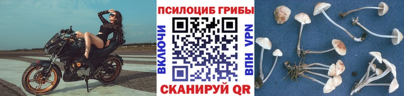Галлюциногенные грибы Psilocybine cubensis гидра tor Омск как найти закладки