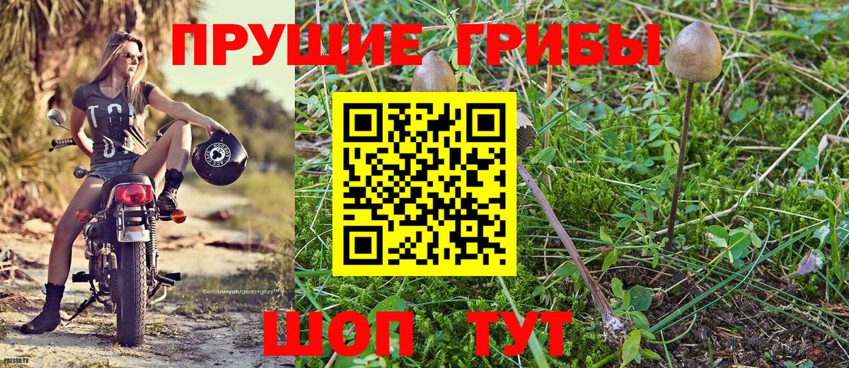 Галлюциногенные грибы Psilocybe Омск
